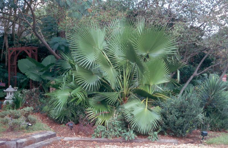 livistona chinensis / livistona_form.jpg